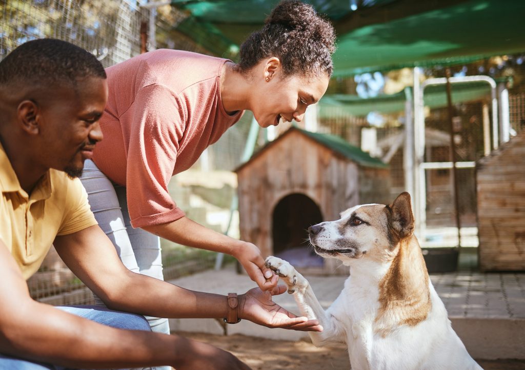 Black couple greeting dog